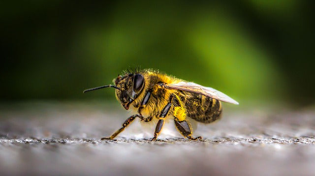 How Honeybees Survive Winter Weather