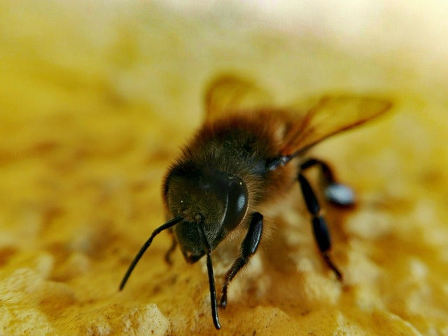 Solution for the Declining Global Bee Population