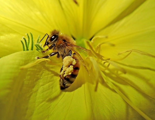 Flowers Know If Bees Are Nearby And Release More Scent