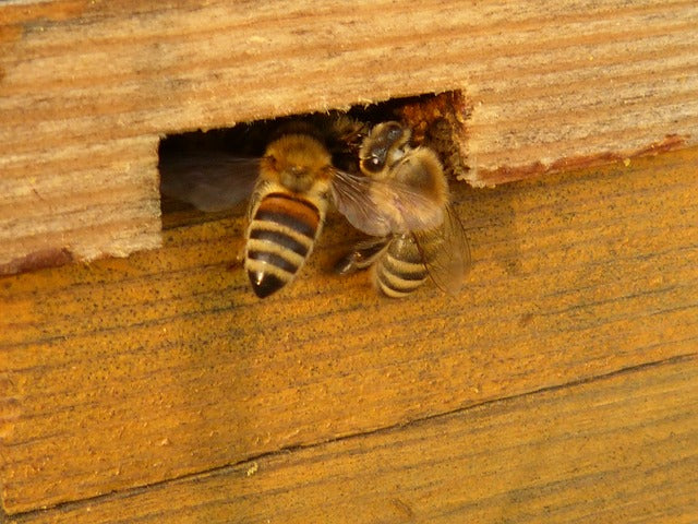 Hurricane Prep for Beekeepers