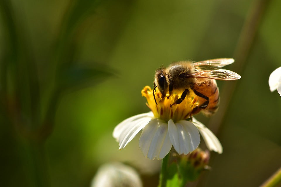Bees Eat Honey to Heal Infections Part 1
