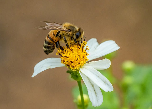 Bee Informed in Canada