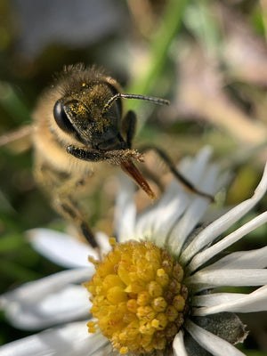 23 More Amazing Facts About Bees