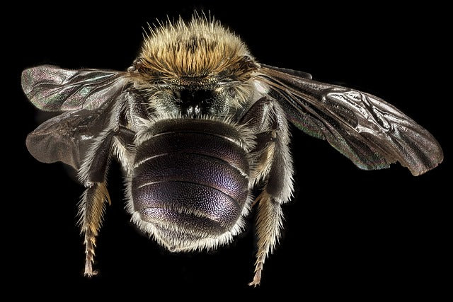 British Bees Face A New Danger