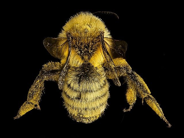 Rare Bee Found in Newport, South Wales for the First Time