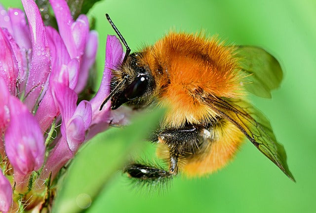 Bees and Caffeine