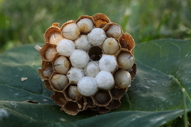 Biggest Asian Hornet Nest Found in UK