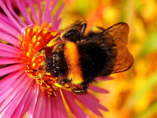 Fascinating Facts About Bumblebees