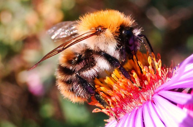 Recipe: Honeycomb Bee Cake Extravaganza