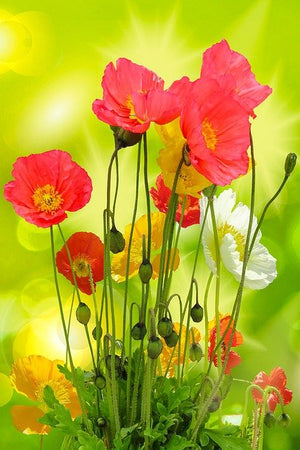 Plant A Pollinator Garden This Weekend!