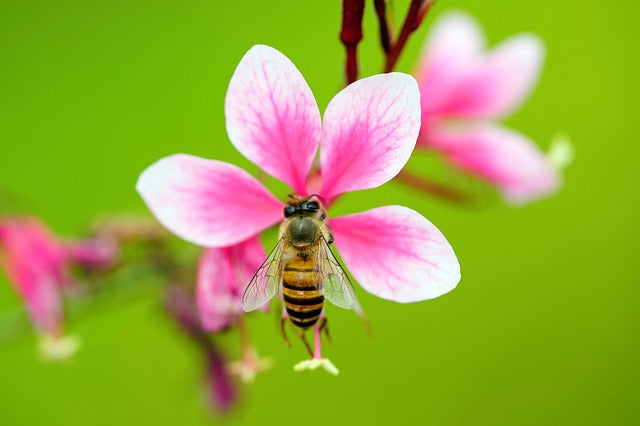 Bees Know Friend from Foe by Gut Bacteria Scent