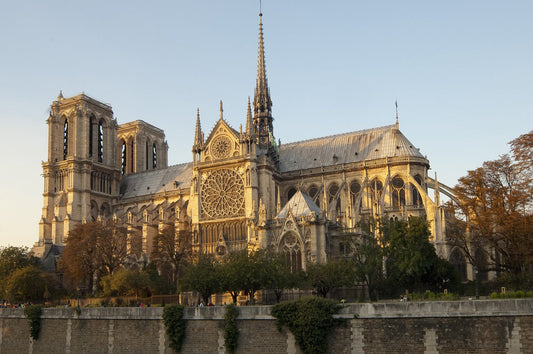 The Bees of Notre Dame: A Story of Resilience
