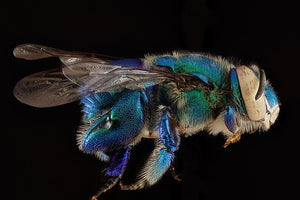 Two Species of Orchid Bees