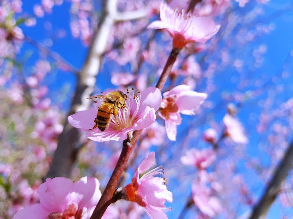 New Zealand's Manuka Honey Growing Pains