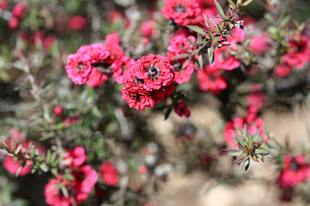 Manuka and Kanuka Honey: New Zealand Treasures