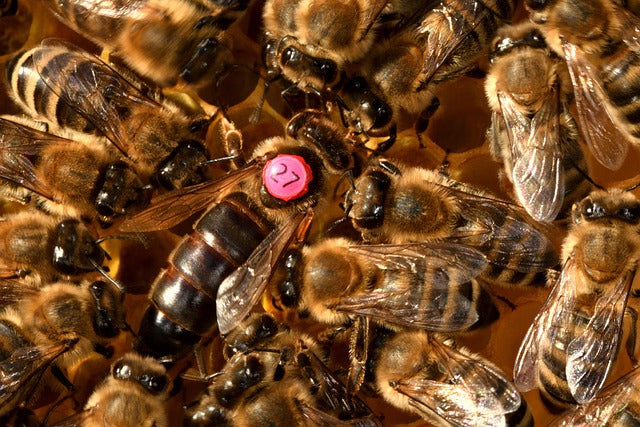Australia Needs Queen Bees