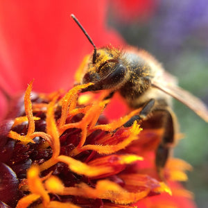 Air Pollution Harms Wild Pollinators