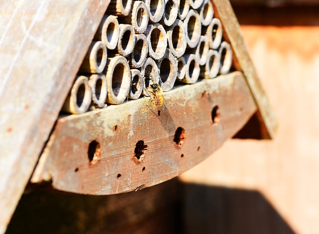 Solitary Bees Born With Functional Internal Clock Unlike Honeybees