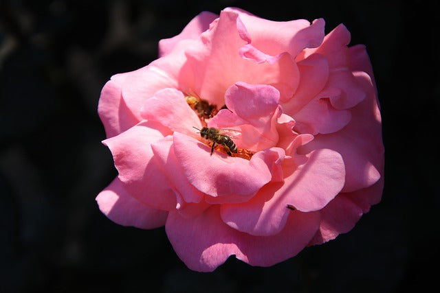 Stingless Bees Must Kill Thousands of Selfish Wannabee Queens