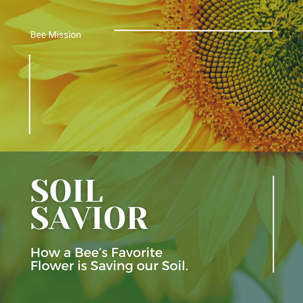 Soil Savior;  How a Bee's Favorite Flower is Saving our Land
