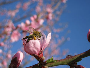 Shortage of Wild Bees Threatens Food Crops