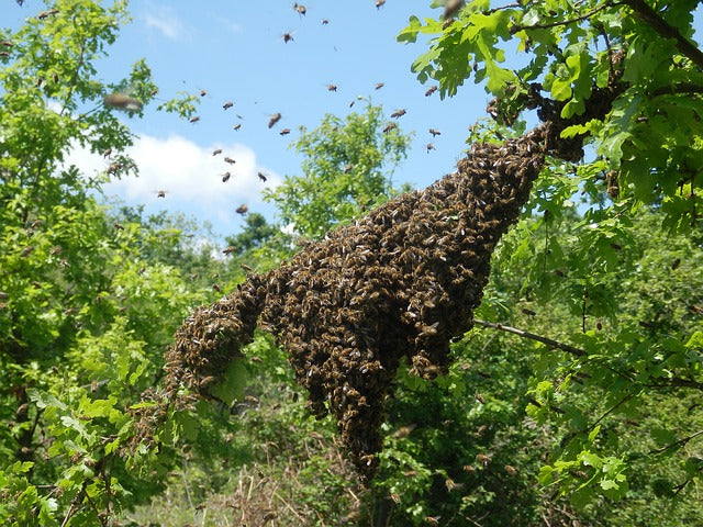Bee Swarm Time of Year