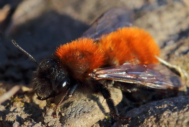 Rare Tawny Mining Bee Emerges During Lockdown