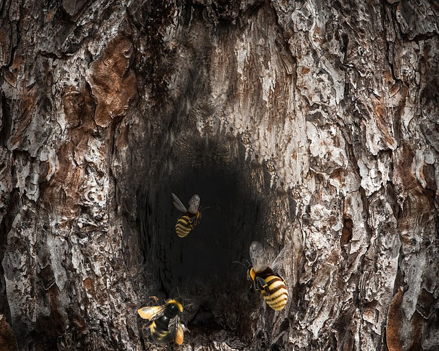honey bee hives in trees