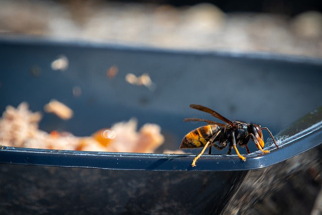 French Beekeeper Invents Trap for Asian Hornets