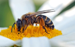 New Wild Bee Virus Discovered by Researchers
