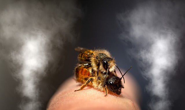 Stingless Native Mason Bees Are Popular Pollinators