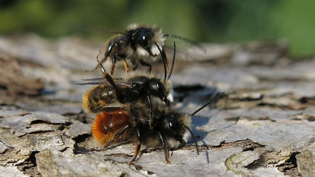 Insecticide Residue in Soil Harms Wild Bees