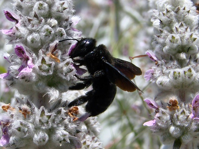 Wild Native Bees Need Help Too
