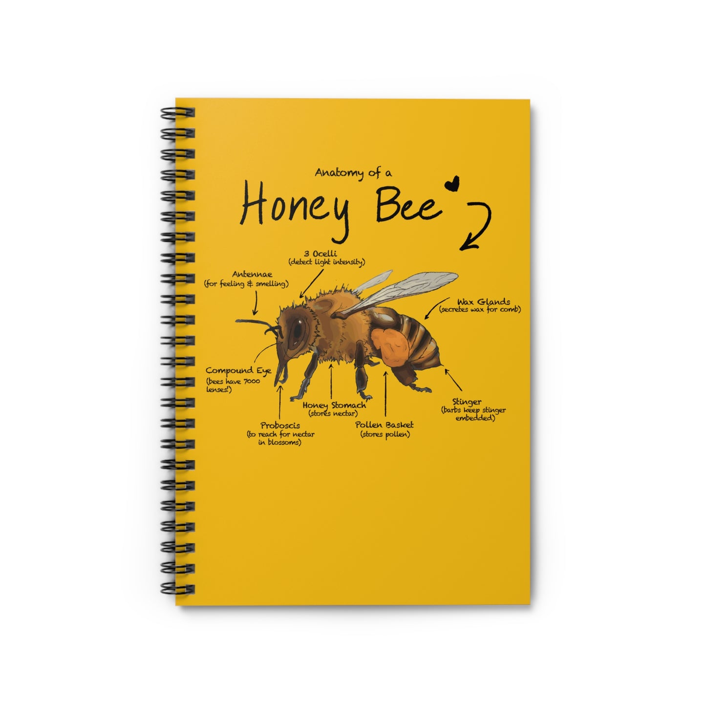 Bee Anatomy Spiral Notebook - Ruled Line